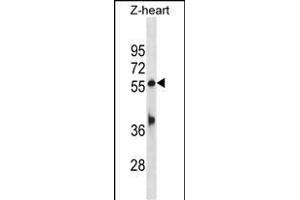 Zebrafish tead1b Antibody (C-term) AZb6858b western blot analysis in zebrafish heart tissue lysates (35 μg/lane). (TEAD1 anticorps  (C-Term))