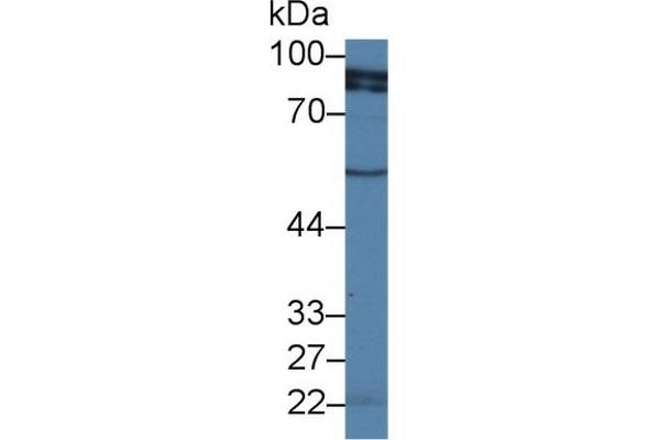 RALBP1 anticorps  (AA 403-499)