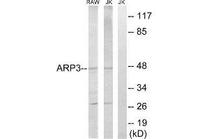 Western Blotting (WB) image for anti-ARP3 Actin-Related Protein 3 (ACTR3) (C-Term) antibody (ABIN1850673) (ACTR3 anticorps  (C-Term))