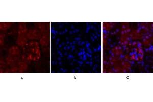 Immunofluorescence analysis of mouse kidney tissue. (Cyclin A anticorps  (AA 190-270))