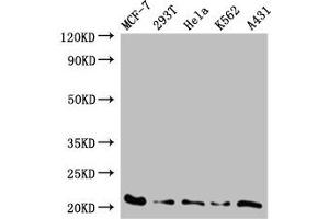 Western Blot Positive WB detected in: MCF-7 whole cell lysate, 293T whole cell lysate, Hela whole cell lysate, K562 whole cell lysate, A431 whole cell lysate All lanes: AK6 antibody at 0. (TAF9 anticorps  (AA 1-264))