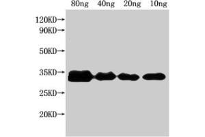 Western Blot Positive WB detected in Recombinant protein All lanes: nfuA antibody at 1:2000 Secondary Goat polyclonal to rabbit IgG at 1/50000 dilution Predicted band size: 25 kDa Observed band size: 32 kDa (NFUA (AA 1-191) anticorps)