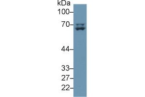 Detection of LMNA in Human A375 cell lysate using Polyclonal Antibody to Lamin A/C (LMNA) (Lamin A/C anticorps  (AA 1-422))