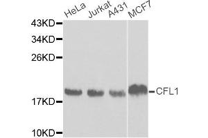 Western blot analysis of extracts of various cell lines, using CFL1 antibody. (Cofilin anticorps)