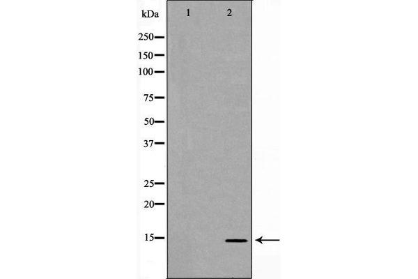 MYL9 anticorps  (N-Term)