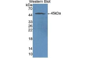 Western Blotting (WB) image for anti-Intercellular Adhesion Molecule 1 (ICAM1) (AA 41-464) antibody (ABIN3201428) (ICAM1 anticorps  (AA 41-464))