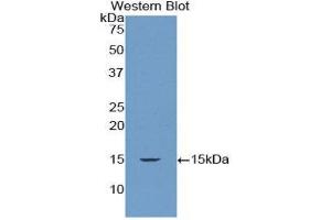 Western Blotting (WB) image for anti-Drosha, Ribonuclease Type III (DROSHA) (AA 1114-1235) antibody (ABIN1860459) (DROSHA anticorps  (AA 1114-1235))