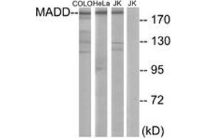 Western Blotting (WB) image for anti-MAP-Kinase Activating Death Domain (MADD) (AA 751-800) antibody (ABIN2889697) (MADD anticorps  (AA 751-800))