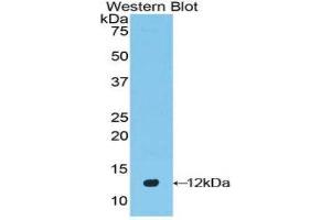 Western Blotting (WB) image for anti-Defensin beta 2 (BD-2) (AA 21-71) antibody (ABIN1858623) (beta 2 Defensin anticorps  (AA 21-71))