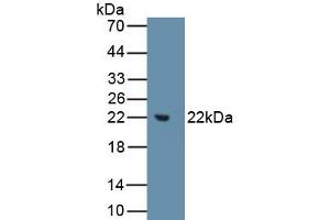 Detection of Recombinant MMP3, Human using Polyclonal Antibody to Matrix Metalloproteinase 3 (MMP3) (MMP3 anticorps  (AA 247-370))