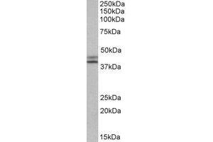 Western Blotting (WB) image for anti-Isocitrate Dehydrogenase 1 (NADP+), Soluble (IDH1) (AA 65-77) antibody (ABIN793234) (IDH1 anticorps  (AA 65-77))
