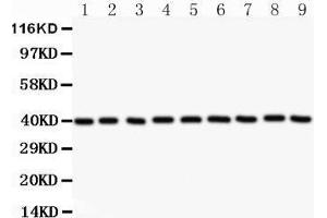 Western Blotting (WB) image for anti-Annexin A1 (ANXA1) (AA 2-346) antibody (ABIN3043783) (Annexin a1 anticorps  (AA 2-346))