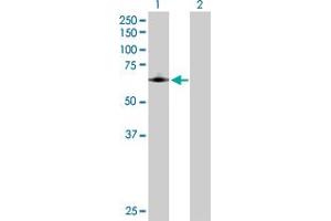 Western Blot analysis of PTGS1 expression in transfected 293T cell line by PTGS1 MaxPab polyclonal antibody. (PTGS1 anticorps  (AA 1-599))