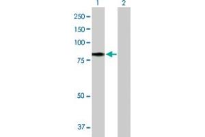 Western Blot analysis of TF expression in transfected 293T cell line by TF MaxPab polyclonal antibody. (Transferrin anticorps  (AA 1-698))