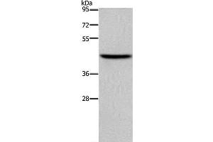 Western Blot analysis of NIH/3T3 cell using TFDP1 Polyclonal Antibody at dilution of 1:650 (DP1 anticorps)