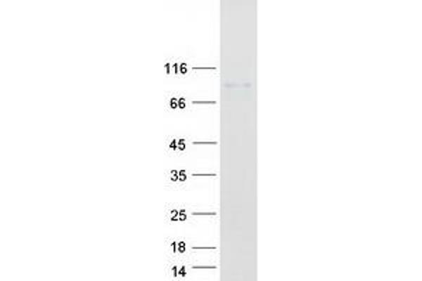 CPSF3 Protein (Myc-DYKDDDDK Tag)