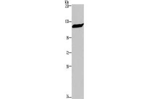 Western Blotting (WB) image for anti-Importin 7 (IPO7) antibody (ABIN2434838) (IPO7 anticorps)