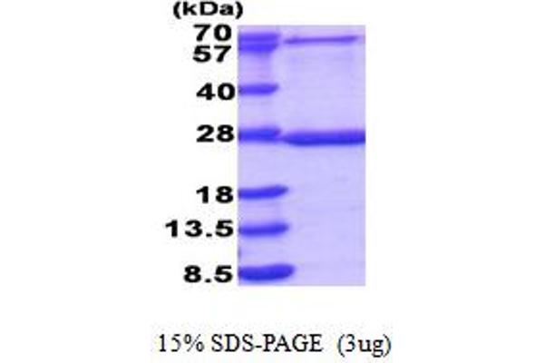 MRPL48 Protein (AA 29-212) (His tag)