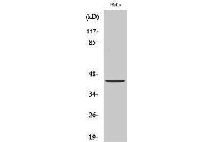 Western Blotting (WB) image for anti-Jun Proto-Oncogene (JUN) (Ser646) antibody (ABIN3183299) (C-JUN anticorps  (Ser646))