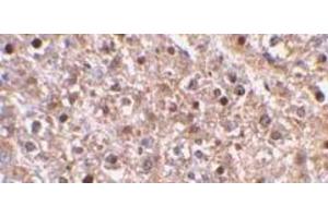 Immunohistochemical staining of Caspase-12 in mouse liver using Caspase-12 antibody at 2μg/ml. (Caspase 12 anticorps  (AA 100-116))