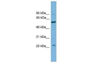 Western Blot showing PPP5C antibody used at a concentration of 1. (PP5 anticorps  (Middle Region))