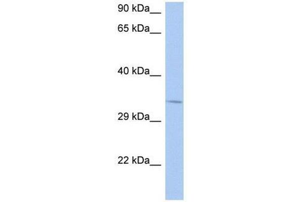 NAPB anticorps  (N-Term)