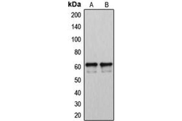 CYP2U1 anticorps  (Center)