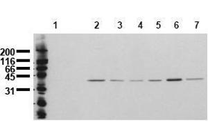Western Blotting (WB) image for anti-Mitogen-Activated Protein Kinase 14 (MAPK14) (N-Term) antibody (ABIN126884) (MAPK14 anticorps  (N-Term))