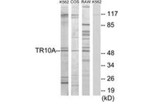Western blot analysis of extracts from K562 cells/COS7 cells/RAW264. (DR4 anticorps  (AA 401-450))