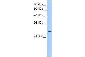 PRDX6 antibody used at 1. (Peroxiredoxin 6 anticorps  (Middle Region))