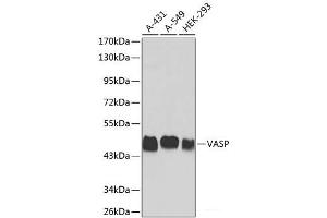 Western blot analysis of extracts of various cell lines using VASP Polyclonal Antibody. (VASP anticorps)