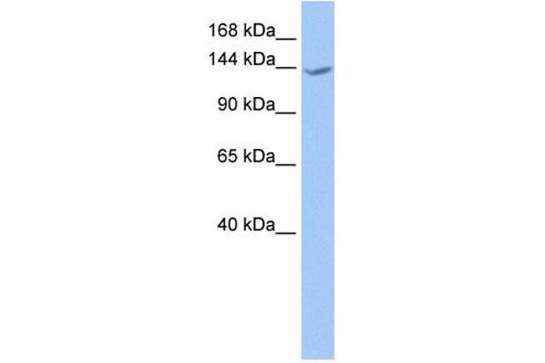 CACHD1 anticorps  (N-Term)