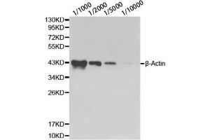 Western blot analysis of HeLa cell using β-actin antibody at different dilutions. (beta Actin anticorps)