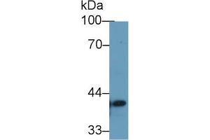 Western blot analysis of Human 293T cell lysate, using Human TMEM173 Antibody (1 µg/ml) and HRP-conjugated Goat Anti-Rabbit antibody ( (STING/TMEM173 anticorps  (AA 159-373))