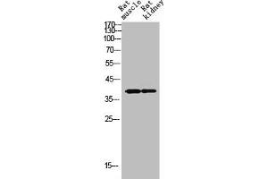 Western Blot analysis of RAT-MUSCLE RAT-KIDNEY cells using SYP Polyclonal Antibody (Synaptophysin anticorps  (Internal Region))