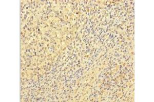 Immunohistochemistry of paraffin-embedded human tonsil tissue using ABIN7175654 at dilution of 1:100 (VWF anticorps  (AA 1-273))