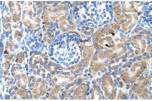 Human kidney (SGPP2 anticorps  (C-Term))