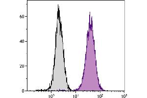 Human T cell leukemia cell line Jurkat was intracellularly stained with Mouse Anti-Human CD107b-PE. (LAMP2 anticorps  (PE))