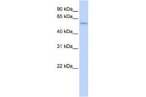 SRP54 antibody used at 1 ug/ml to detect target protein. (SRP54 anticorps  (Middle Region))