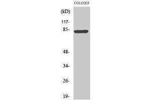 Western Blotting (WB) image for anti-Regulatory Factor X 3 (RFX3) (C-Term) antibody (ABIN3177200) (RFX3 anticorps  (C-Term))