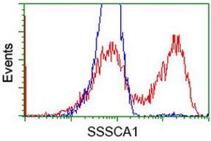 HEK293T cells transfected with either RC201946 overexpress plasmid (Red) or empty vector control plasmid (Blue) were immunostained by anti-SSSCA1 antibody (ABIN2453694), and then analyzed by flow cytometry. (SSSCA1 anticorps)