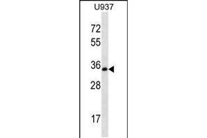 Western blot analysis in U-937 cell line lysates (35ug/lane). (Syntaxin 12 anticorps  (C-Term))