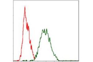 Image no. 5 for anti-V-Raf-1 Murine Leukemia Viral Oncogene Homolog 1 (RAF1) antibody (ABIN1500583) (RAF1 anticorps)