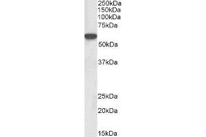 ABIN2563651 (0. (LCK anticorps  (AA 39-52))