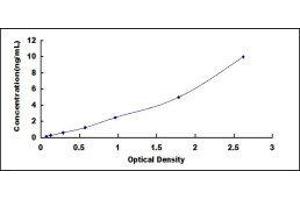 ELISA image for Chemokine (C-C Motif) Ligand 2 (CCL2) ELISA Kit (ABIN415616) (CCL2 Kit ELISA)