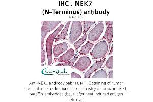 Image no. 2 for anti-NEK7 (NEK7) (N-Term) antibody (ABIN1737254) (NEK7 anticorps  (N-Term))