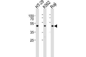 Western blot analysis of lysates from HT-29, K562, Raji cell line (from left to right), using IL13RA1 Antibody (C-term) (ABIN6242399 and ABIN6577581). (IL13 Receptor alpha 1 anticorps  (C-Term))