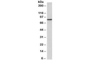 Western blot testing of A431 cell lysate with gamma-Catenin antibody at 2ug/ml. (JUP anticorps  (Biotin))