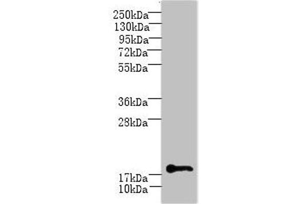 C1ORF123 anticorps  (AA 1-160)