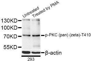 Western blot analysis of extracts of 293 cells, using Phospho-PKC (pan) (zeta)-T410 antibody (ABIN5996150) at 1/1000 dilution. (PKC anticorps  (pThr410))